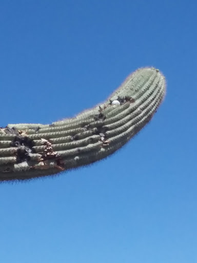 Golf Club «Golf Club at Johnson Ranch», reviews and photos, 30761 W Golf Club Dr, San Tan Valley, AZ 85143, USA