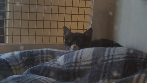 Pet Supply Store «Petco», reviews and photos, 3735 E Castro Valley Blvd, Castro Valley, CA 94552, USA