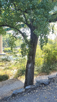 Photos des visiteurs du Restaurant International Camping Ardèche à Salavas - n°18