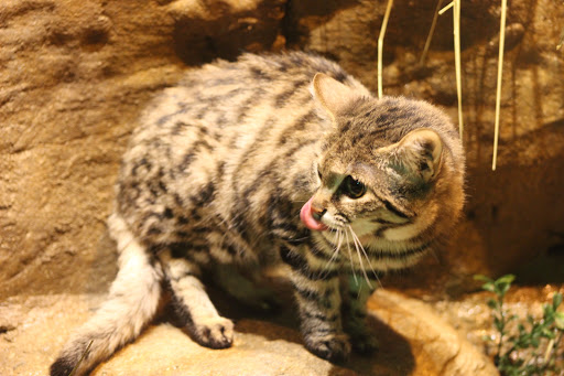 Zoo «Fragile Desert», reviews and photos, 3300 Golf Rd, Brookfield, IL 60513, USA