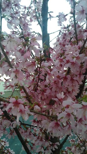 Wilson Botanical Gardens - photo 91