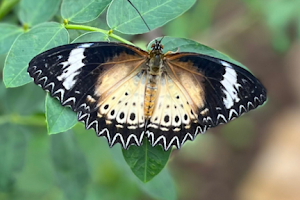 Tropical Butterfly House Wildlife Conservation Park image