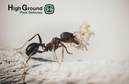 HighGround Pest Defense image 3