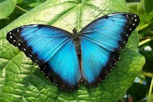 Mariposario Vida de Colores Costa Rica - Butterfly farm image