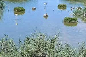 Reserva Natural Riet Vell image