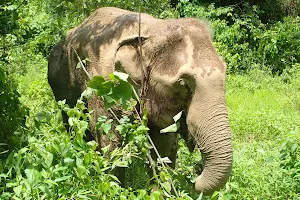 Boon Lott’s Elephant Sanctuary (BLES) image