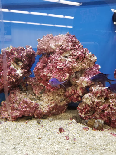 Pet Supply Store «Petco Animal Supplies», reviews and photos, 2895 Gulf Fwy S, League City, TX 77573, USA