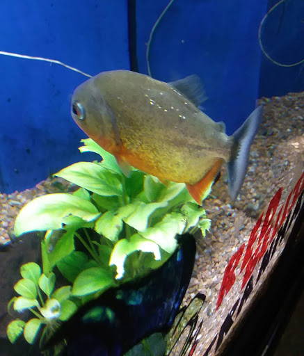 Pet Store «Olathe Pet Shop», reviews and photos, 16651 151st St, Olathe, KS 66062, USA