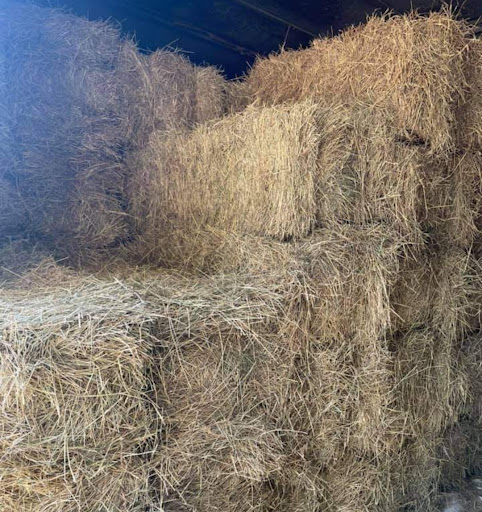 Pet Supply Store «Park Feed Store & Pet Supply», reviews and photos, 5775 Park Blvd N, Pinellas Park, FL 33781, USA