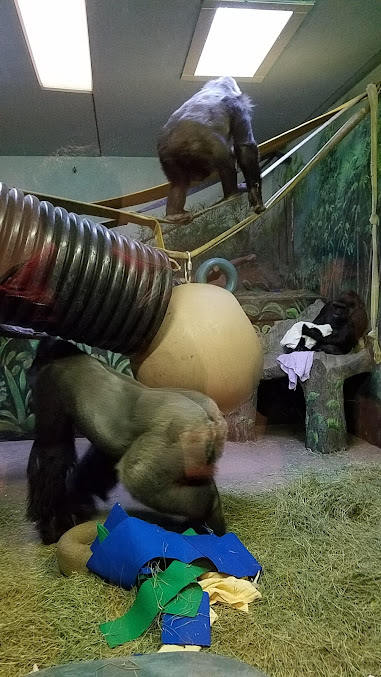 Great Apes at Hogle Zoo