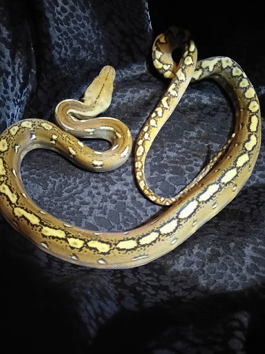 Pet Store «Off The Hook Exotics Pet Shop», reviews and photos, 926 5th Ave, Coraopolis, PA 15108, USA