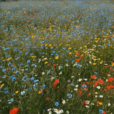 Florist «Washington Florist Inc», reviews and photos, 565 Broad St, Newark, NJ 07102, USA