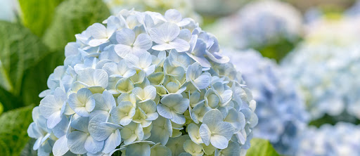 Grocery Store «Schnucks», reviews and photos, 109 N Mattis Ave, Champaign, IL 61821, USA