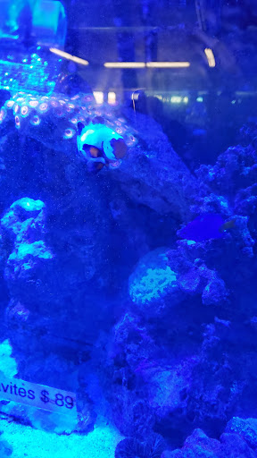 Tropical Fish Store «South Seas Aquatics Inc.», reviews and photos, 5440 Babcock Rd A133, San Antonio, TX 78240, USA