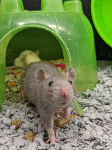 Pet Supply Store «PetSmart», reviews and photos, 1110 NY-112, Port Jefferson Station, NY 11776, USA