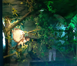 MUSEO DEL COCODRILO photo