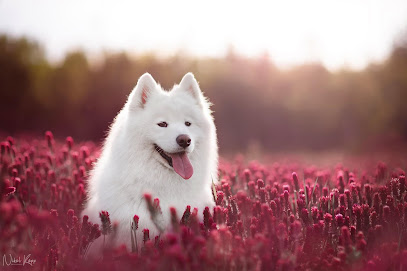 Nikol Kopp - fotografka psů a jiných zvířat