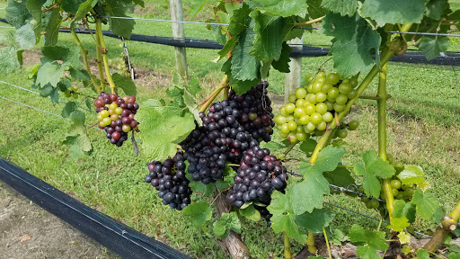 Winery «Harvest Ridge Winery», reviews and photos, 447 Westville Rd, Marydel, DE 19964, USA