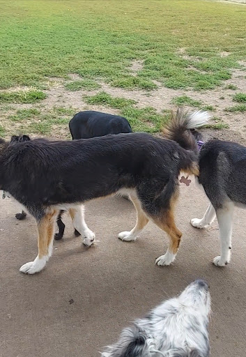 Dog Park «Dog Park», reviews and photos, 851 17th Ave SW, Altoona, IA 50009, USA