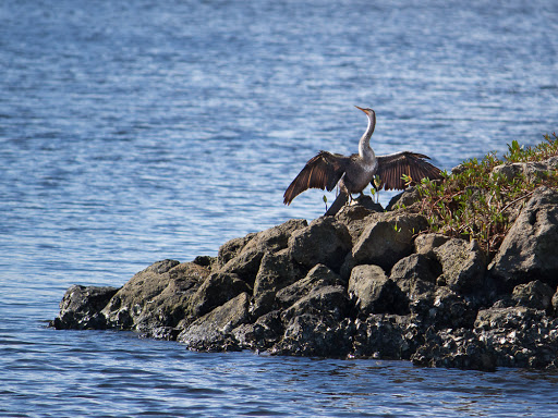 Park «Juno Dunes Natural Area», reviews and photos, 14501 US-1, Juno Beach, FL 33408, USA