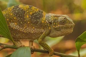 Tazari chameleon Reserve image
