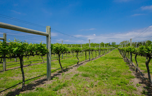 Winery «Jessie Creek Winery», reviews and photos, 1 N Delsea Dr, Cape May Court House, NJ 08210, USA