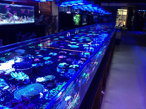 Tropical Fish Store «Manhattan Aquariums», reviews and photos, 522 W 37th St, New York, NY 10018, USA