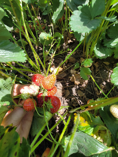 Upick Strawberry Farm