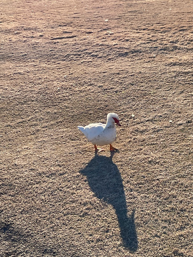 Golf Course «Sammons Golf Links», reviews and photos, 2727 W Adams Ave, Temple, TX 76504, USA