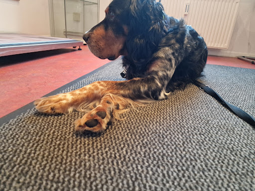 Carolin Pokriefke - Kleintierpraxis am Viewegsgarten unter Braunschweig, 