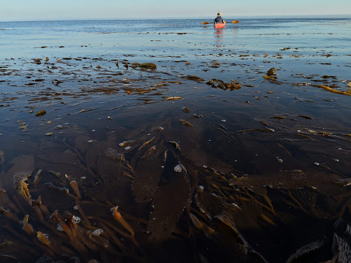 Venture Quest Kayaking, 2 Municipal Wharf, Santa Cruz, CA 95060, USA, 