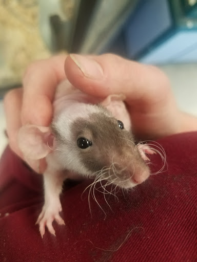 Pet Store «Species Pet Supply», reviews and photos, 1935 W Brandon Blvd, Brandon, FL 33511, USA