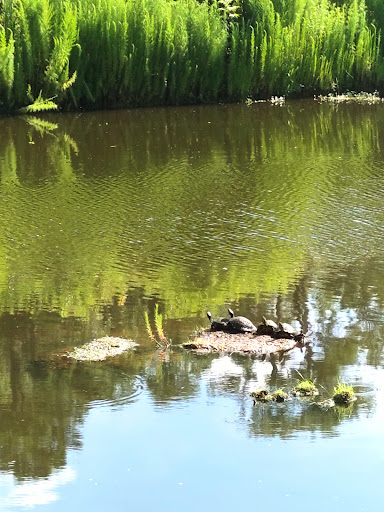 Park «Cypress Wetlands», reviews and photos, 1700 Paris Ave, Port Royal, SC 29935, USA