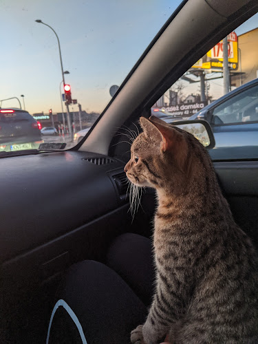 Opinii despre Król Izabela, lek. wet. Gabinet weterynaryjny. Lecznica în Opole - Weterynarz