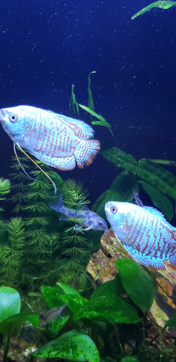 Pet Supply Store «New Lucky Fish Aquarium & Pet Supply», reviews and photos, 4818 8th Ave, Brooklyn, NY 11220, USA