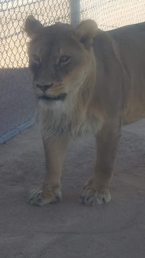 Zoo «Lion Habitat Ranch Inc», reviews and photos, 382 Bruner Ave, Henderson, NV 89044, USA