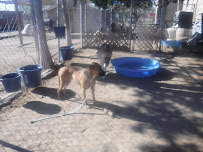 Howl-a-Day Inn Dog Boarding & Daycare - Photo 9 - Car repair in El Paso, TX, El Paso