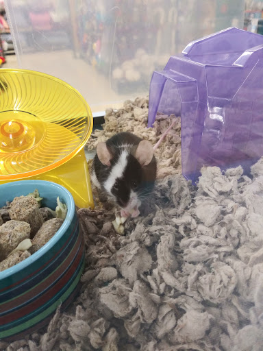 Pet Supply Store «Petco Animal Supplies», reviews and photos, 86 Storrs Rd, Mansfield Center, CT 06250, USA