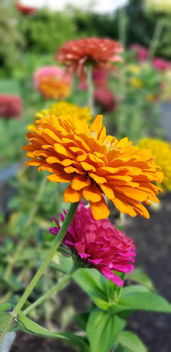 Country Club «Meridian Valley Country Club», reviews and photos, 24830 136th Ave SE, Kent, WA 98042, USA