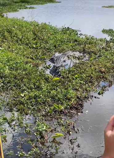 Boat Tour Agency «Alligators Unlimited Airboat Tours», reviews and photos, 14400 Reese Dr, Lake Wales, FL 33898, USA