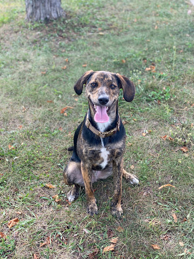 Pet Supply Store «PetSmart», reviews and photos, 3370 Shoppers Dr, McHenry, IL 60050, USA