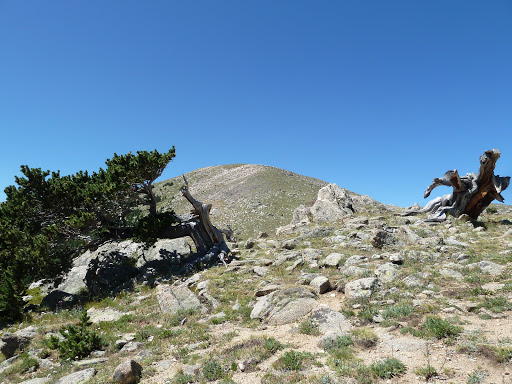 Nature Preserve «Mount Goliath Natural Area», reviews and photos, Mt Evans Rd, Evergreen, CO 80439, USA