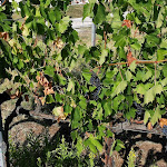 Photo n°6 de l'avis de Sirexrv.E fait le 23/09/2021 à 16:34 sur le  Borgo Condé - Wine Resort à Forli