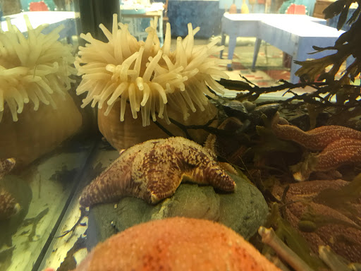 Aquarium «Explore the Ocean World, llc Oceanarium», reviews and photos, 367 Ocean Blvd, Hampton, NH 03842, USA