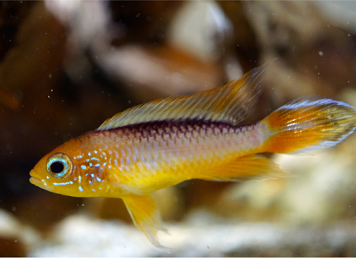 Tropical Fish Store «Arizona Nature Aquatics», reviews and photos, 3518 N Country Club Rd, Tucson, AZ 85716, USA