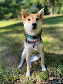 We Let the Dogs Out, LLC - Photo 5 - Car repair in Guilford, CT, New Haven