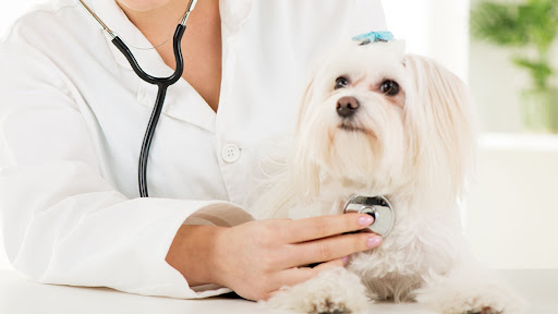 Spokane Valley Animal Hospital & Health Center image