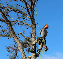 Zapata Tree service and landscaping - Photo 4 - Car repair in , Memphis