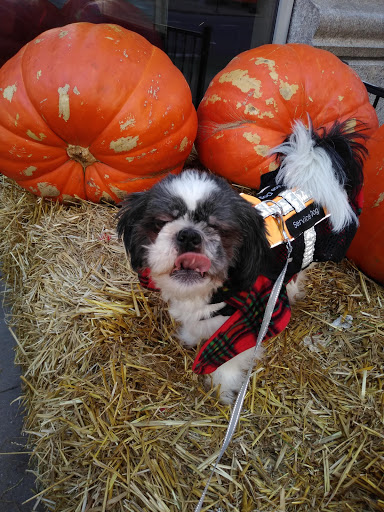 Pet Supply Store «Pet Supplies Plus», reviews and photos, 1676 E Summit St, Crown Point, IN 46307, USA