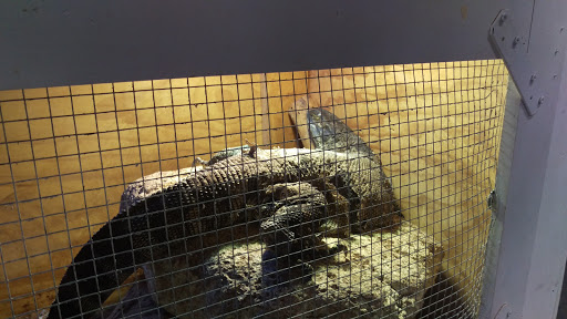 Pet Store «CUSTOM CREATURES PET SHOP», reviews and photos, 10727 N 19th Ave, Phoenix, AZ 85029, USA